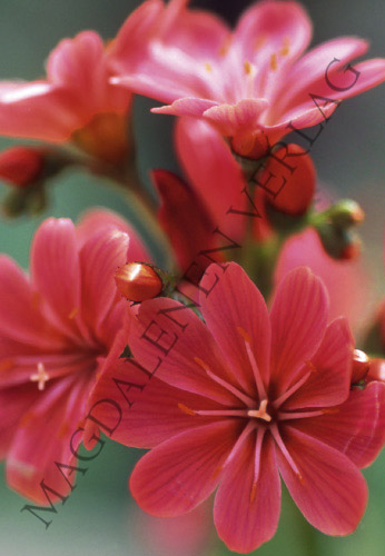 Glücksmomente - wunderschöne rote Blumen