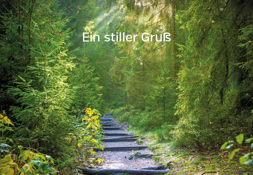 Trauer - Weg im Wald, Sonnenlicht