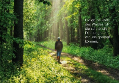 Gedanken - wandern im Wald im Licht