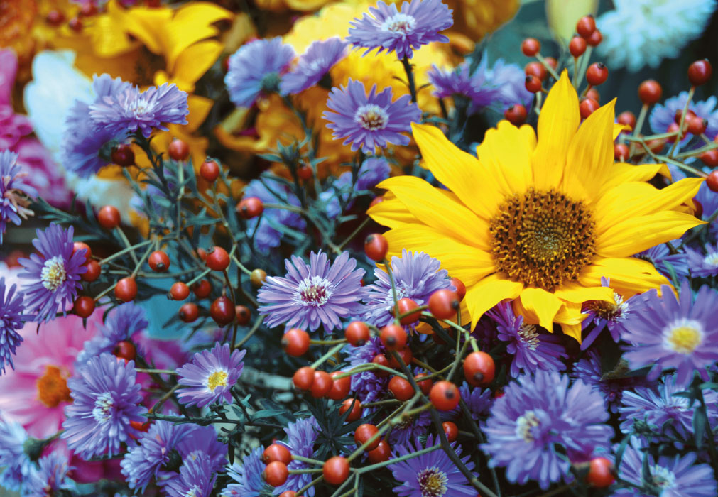 Blumen - Sonnenblumen und Astern