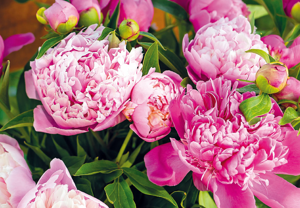 Blumen - rosa Pfingstrosen im Stauß