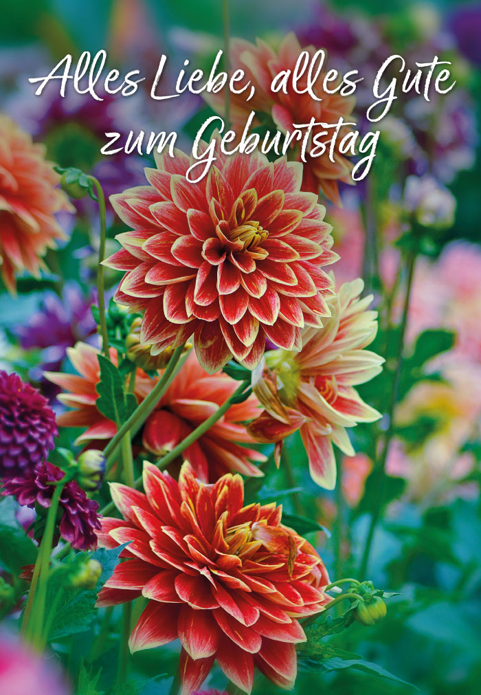 Geburtstag - orange, gelbe Dahlien auf Wiese