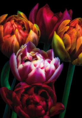 Blumen - Tulpen und samtiges schwarz