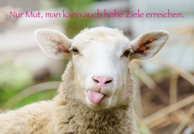 Tierisch gute Laune - Schafe streckt Zunge raus