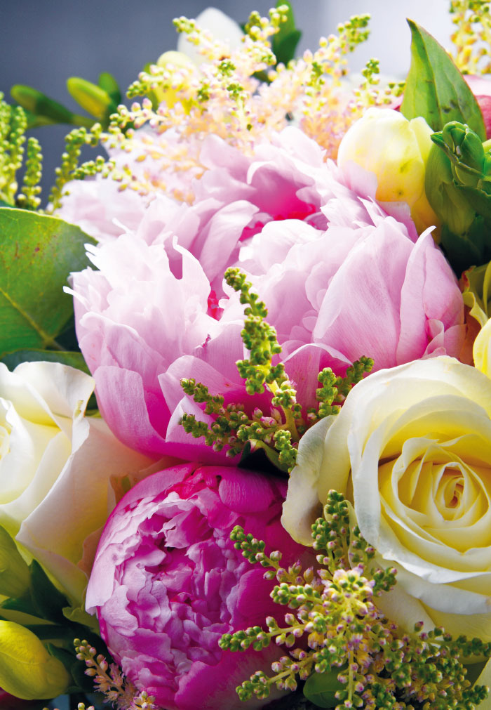 Blumen - Pfingtsrosen rosa, Rosen weiß