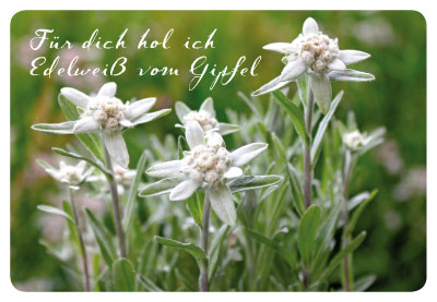 Gute Laune für jede Gelegenheit - Doppelkarte weiße Blumen