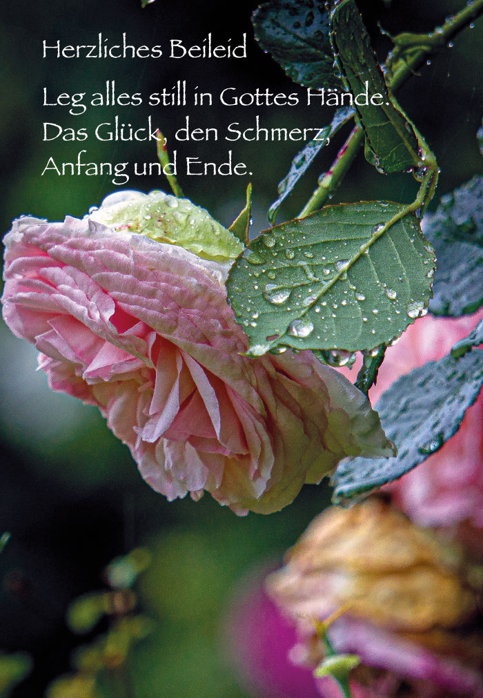 Trauer - Tau auf Rosenblüte und Blätter