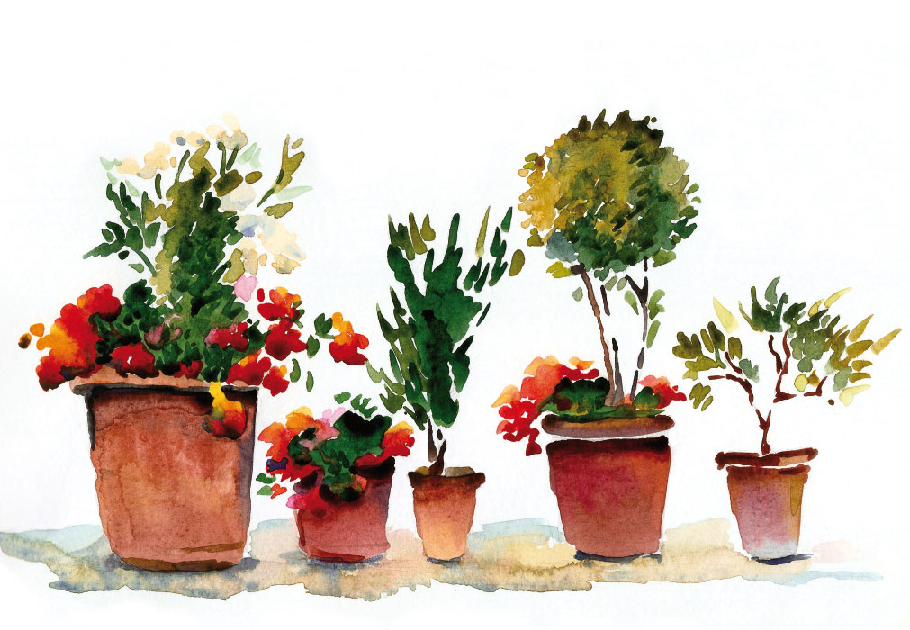 Blumen  - Keramiktöpfe mit Blumen, Sträucher