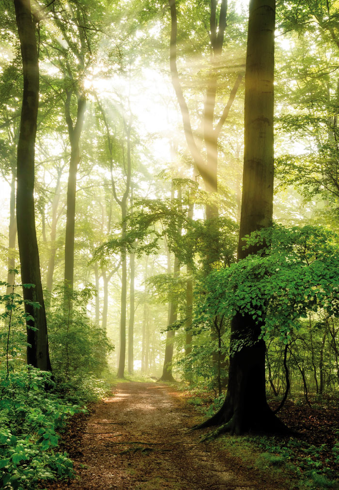 Trauer ohne Text - Sonnenstrahlen im Wald - NEU!!!