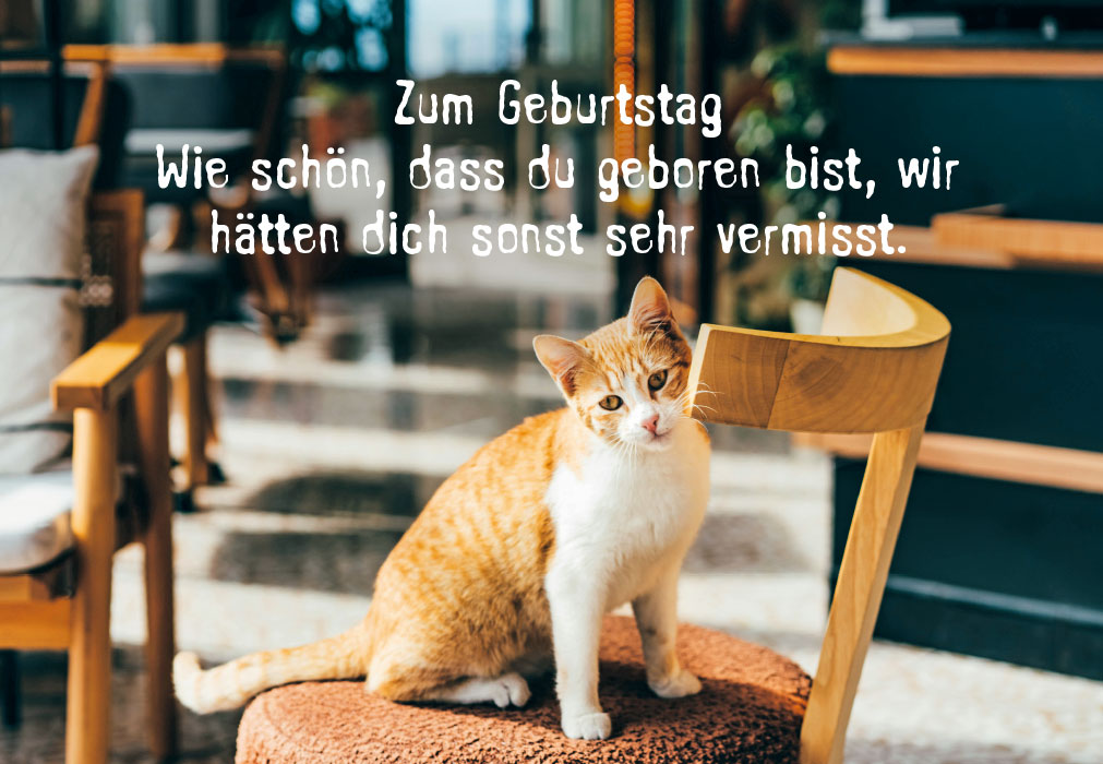 Geburtstag - Katze auf Stuhl