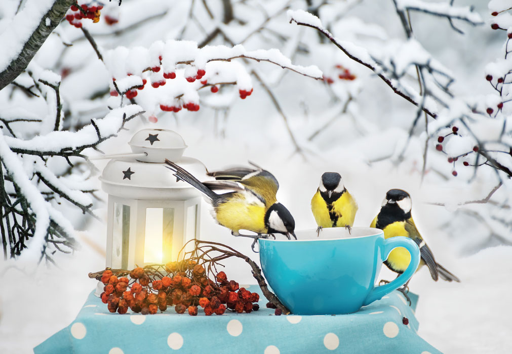 Vorweihnachtszeit - Kohlmeisen, Tasse, Beeren, Windlicht