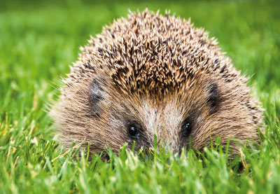 Tiere - Doppelkarte Igel