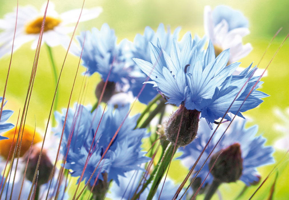 Blumen - lila und weiße Blumen im Feld