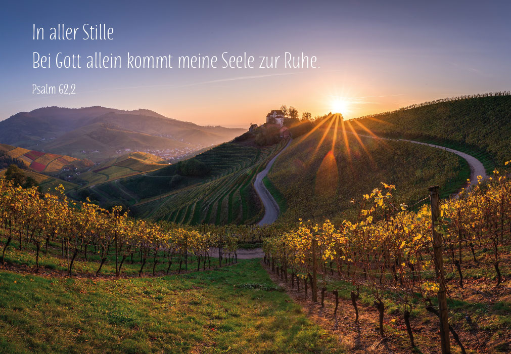 Trauer - Weinberg im Sonnenlicht