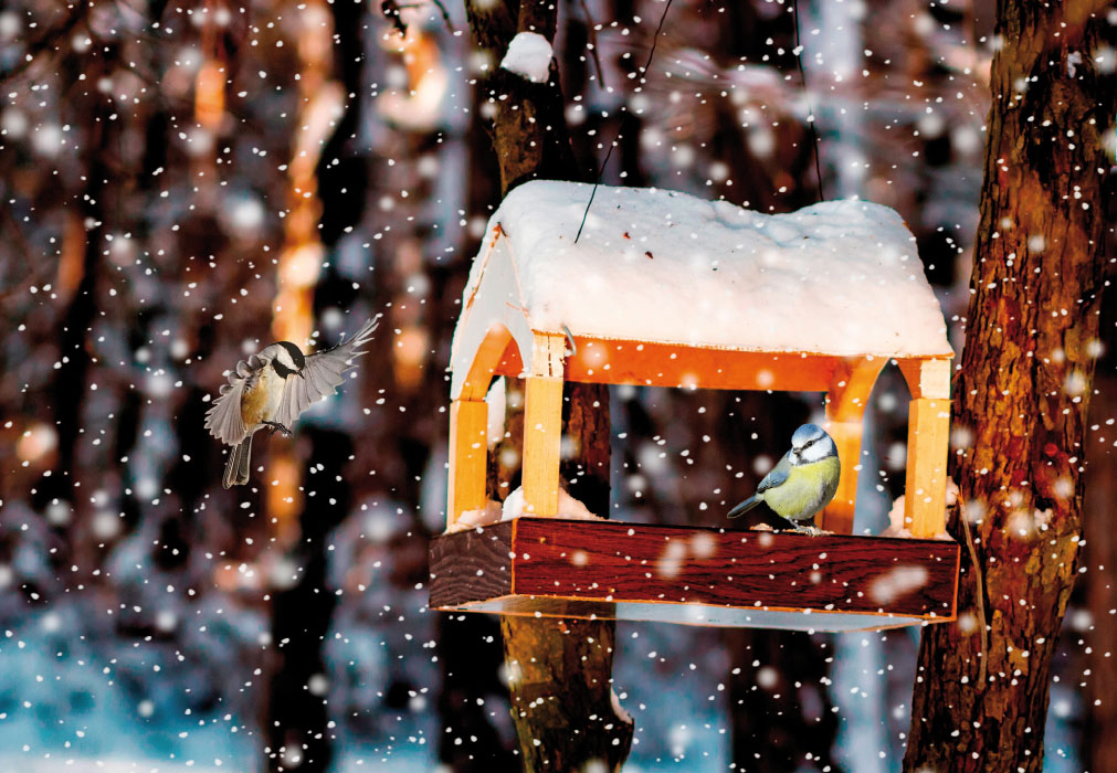 Vorweihnachtszeit - Vogelh?tte, V?gel, Schnee