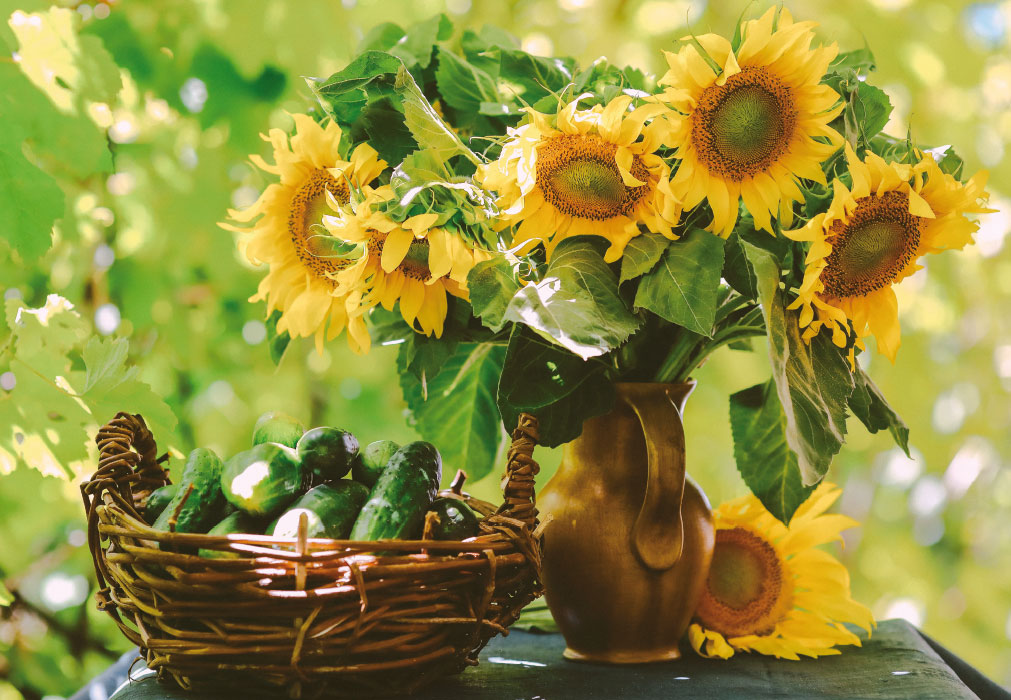 Blumen - Sonnenblumen neben Gurken im Korb