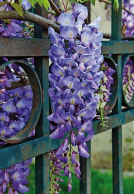 Blumen - Glockenblume durch Zaun 