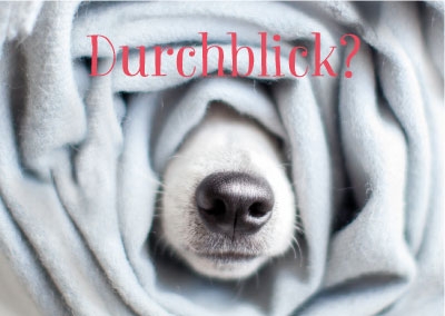 Postkarte - Hundeschnauze schaut aus Decke