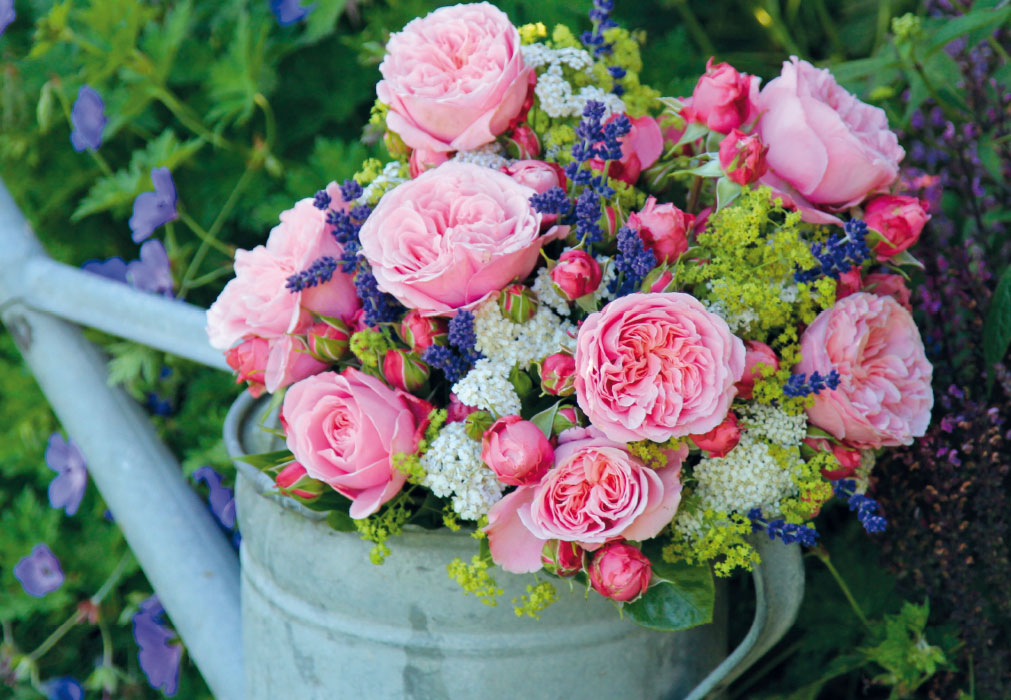 Blumen - rosa Rosen mit Kraut und Grün