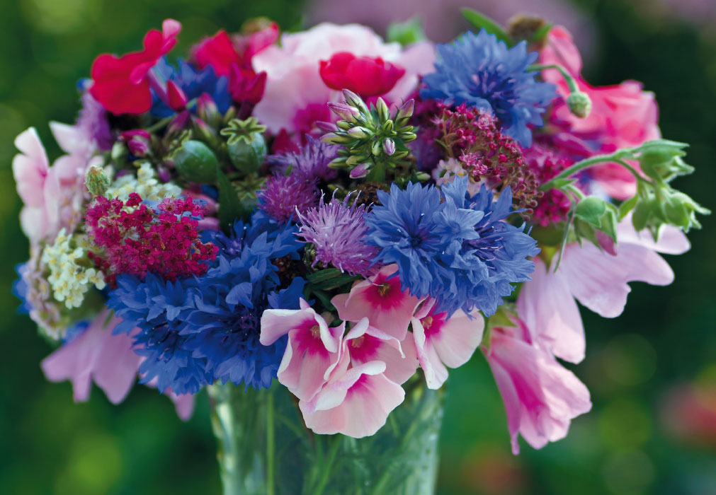 Blumen - rosa, blaue Malven