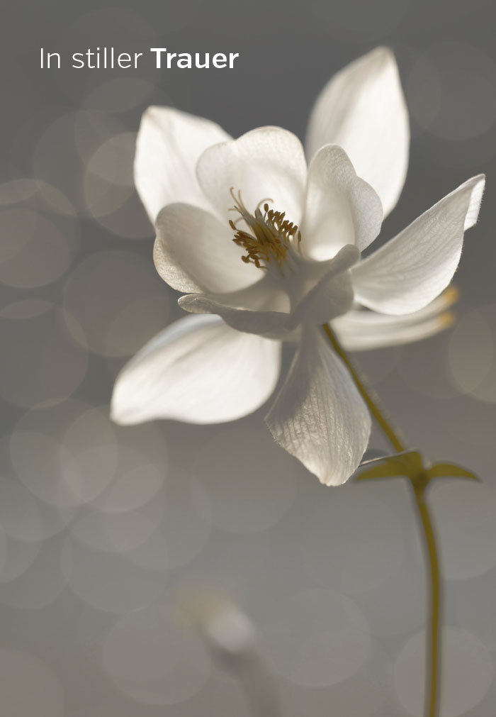 Trauer - lichtdurchflutete Blume, grau