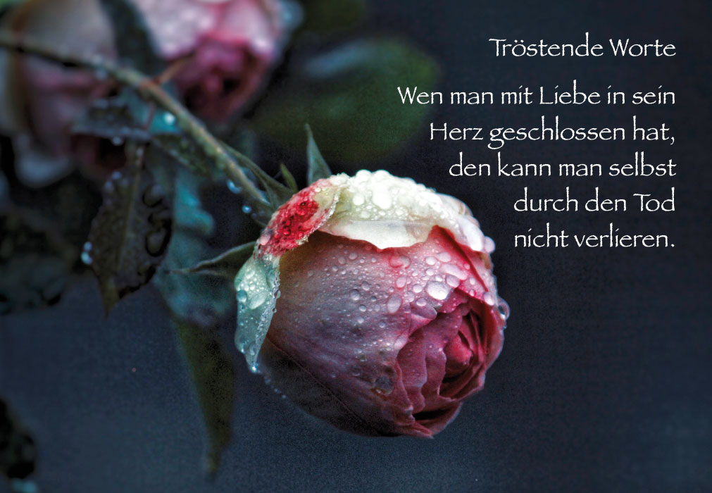 Trauer - geschlossene Rose und Tau