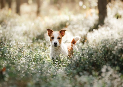 Postkarte - süßer Hund zwischen Blumen